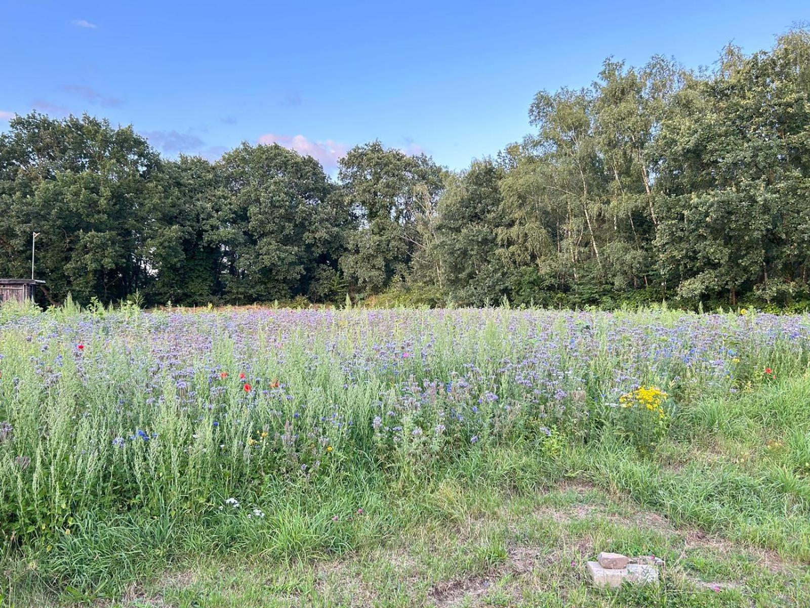 Xantener Ferienhaus Heeser Weg Exteriör bild