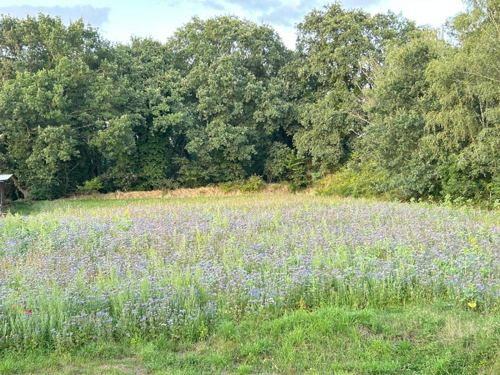 Xantener Ferienhaus Heeser Weg Exteriör bild