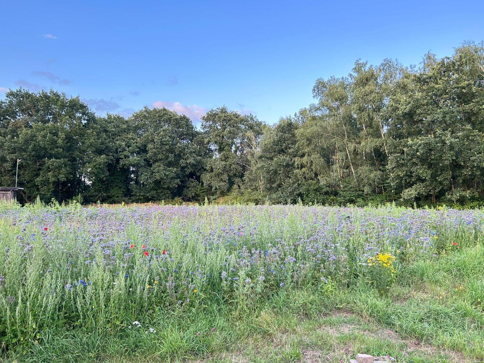 Xantener Ferienhaus Heeser Weg Exteriör bild